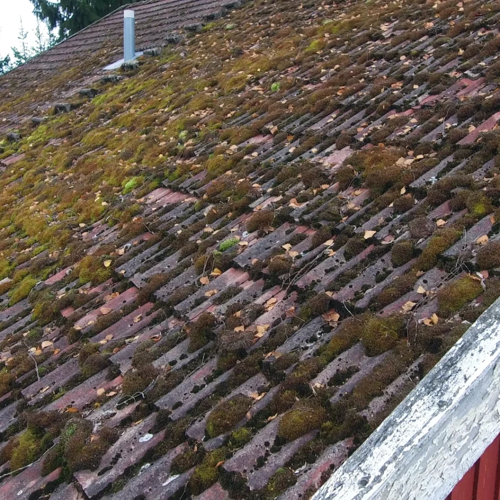 Dégradation de toiture à cause des mousses et lichens