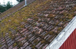 Est-ce que les mousses et lichens abîment vraiment ma toiture ?